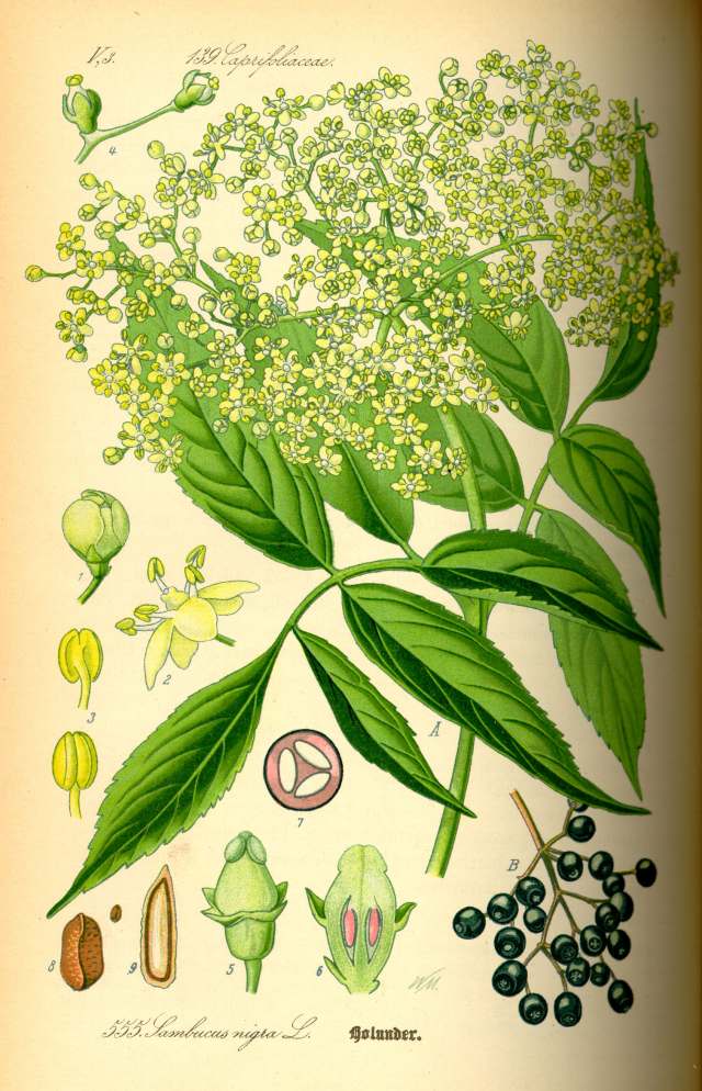آقطی سیاه Sambucus nigra Elderberry Caprifoliaceae 9